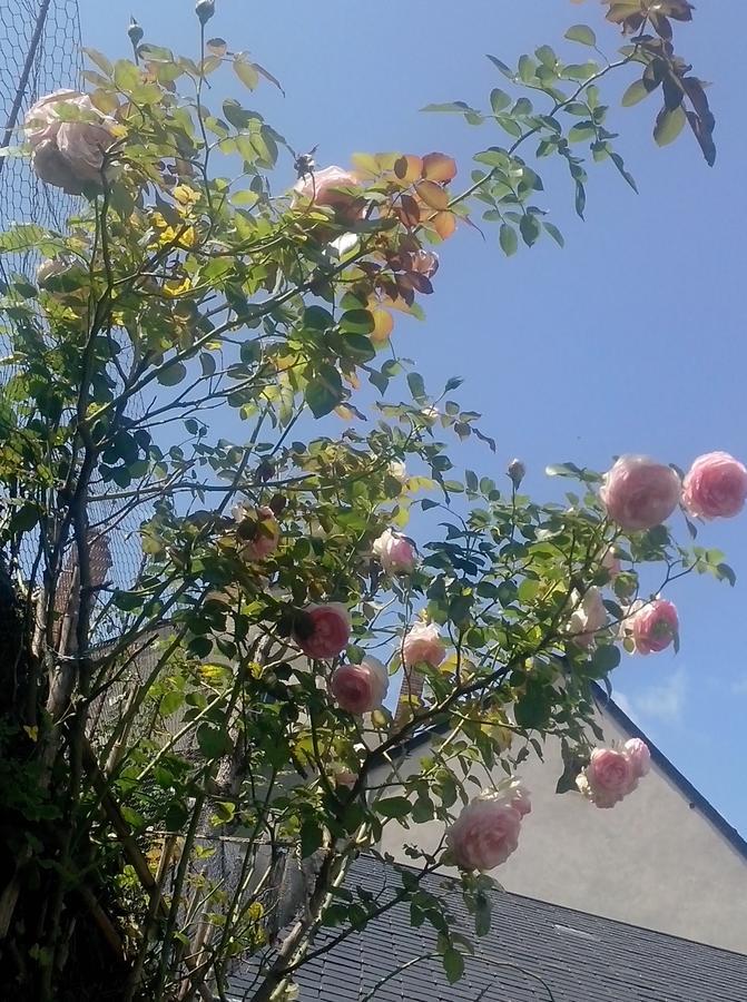 Le Petit Jardin Yoyo Monts Exterior photo